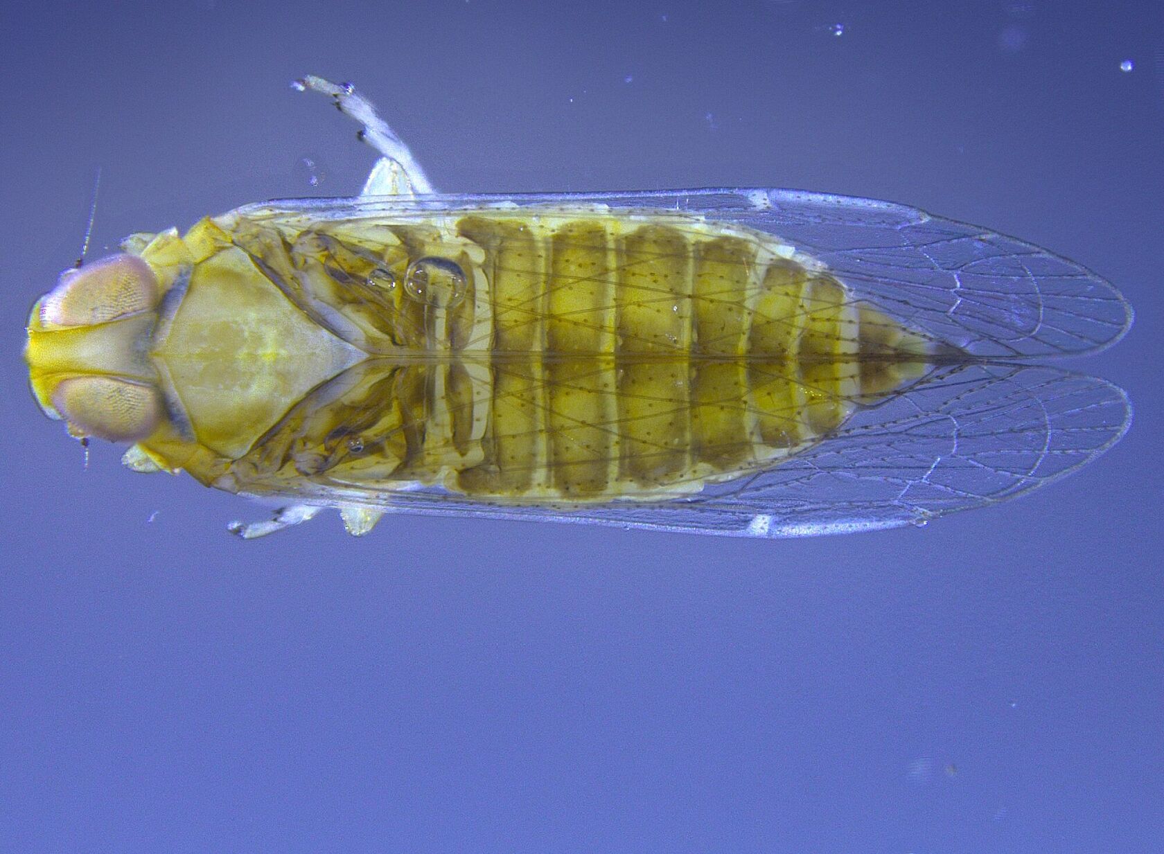 Haplaxius crudus, the lethal insect.